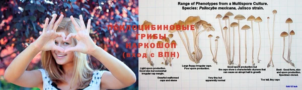 прущие грибы Костерёво